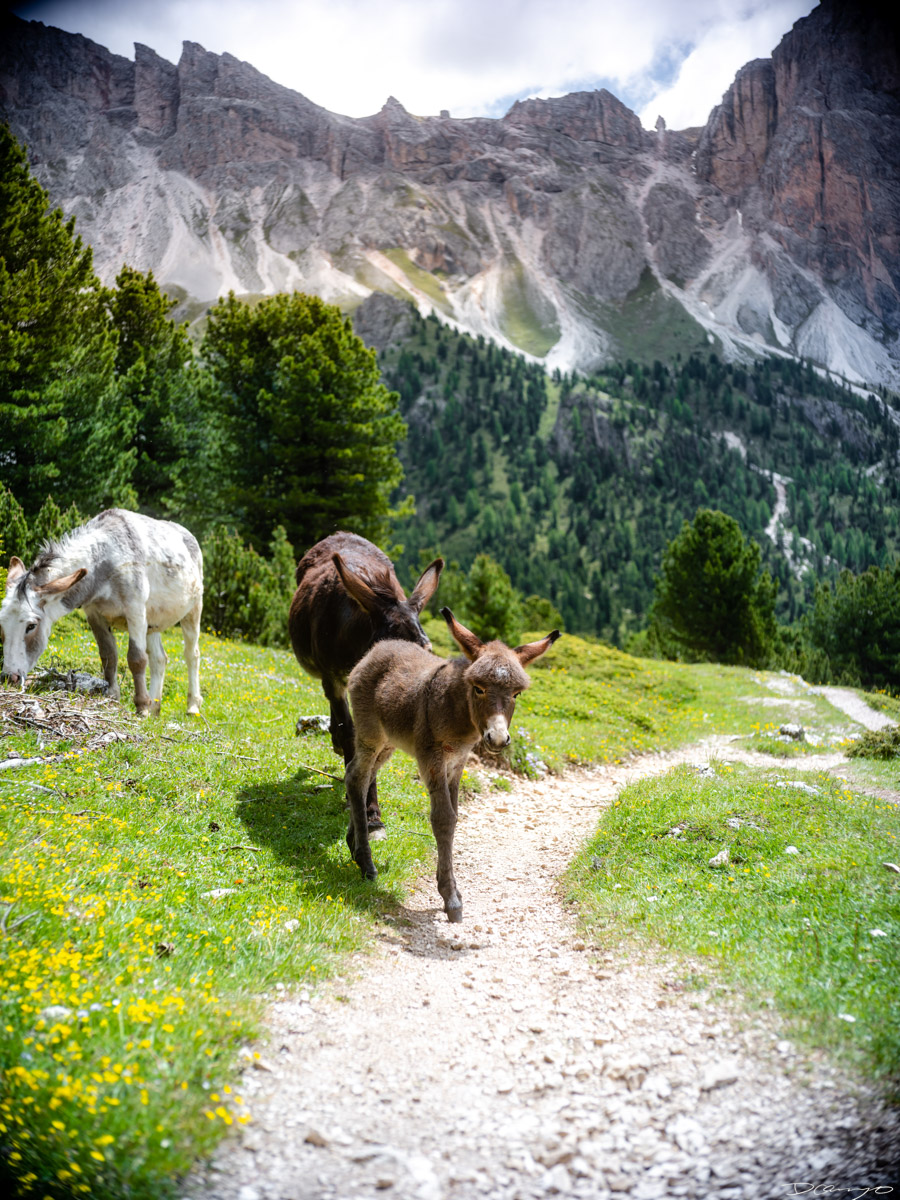 Photos from a trip through Italy in Summer of 2023. Locations include Rome, Florence, Tuscany, Castello di Bossi in Chianti, Siena, San Gimignano, Sirmione on Lake Garda, Bologna, Gudon, Italian Dolomites, Seceda, Cadini di Misurina, and Venice.